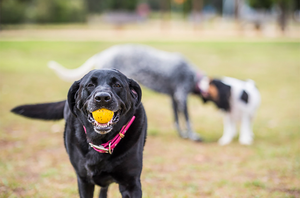 Dog playing with ball.