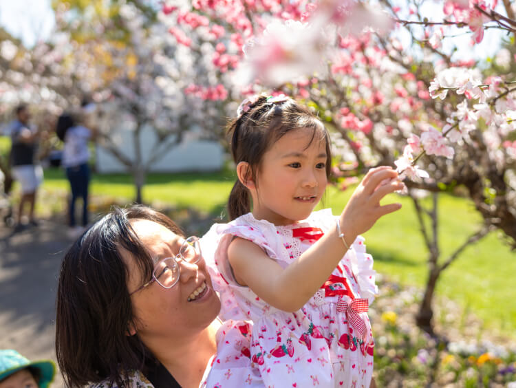 Cherry blossom.