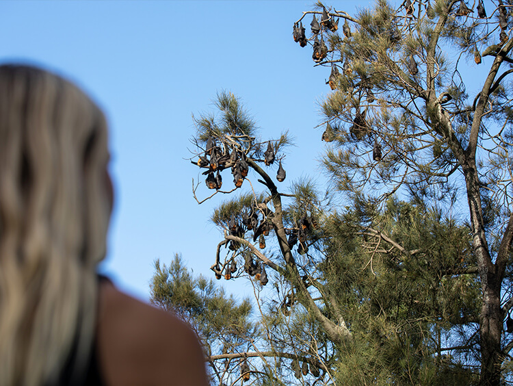 Flying foxes.