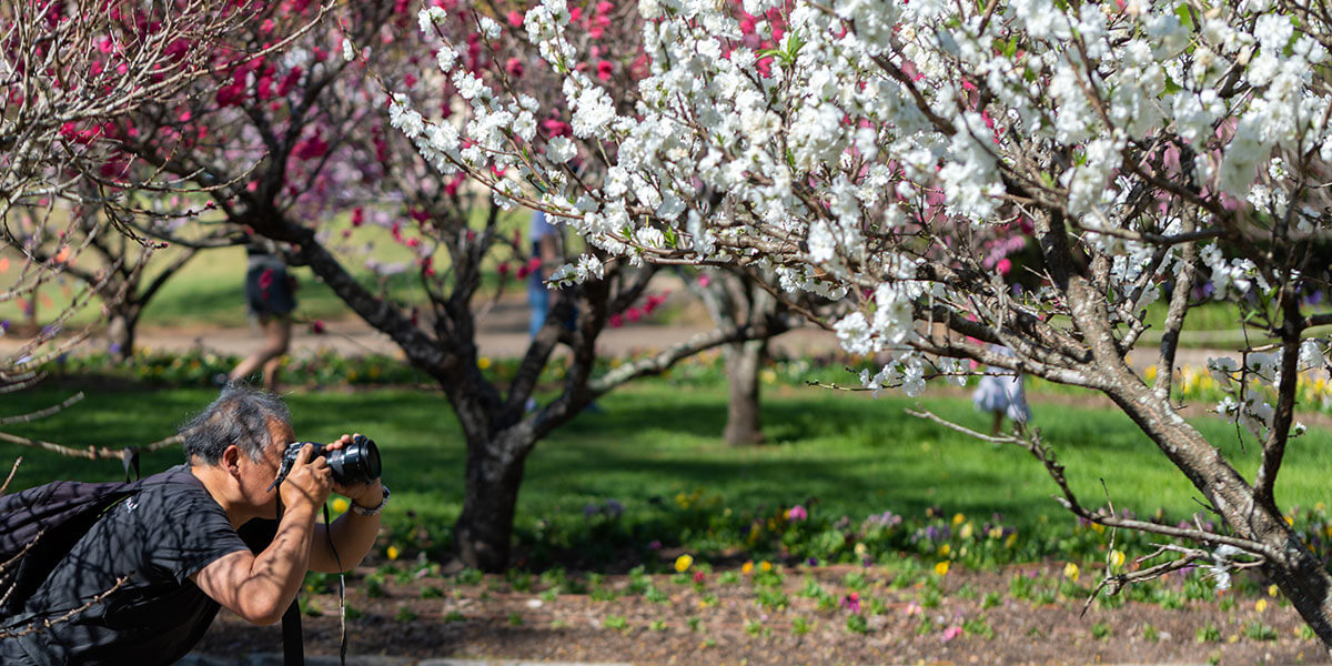 Photographer in Centennial Park with cherry blossom trees in background