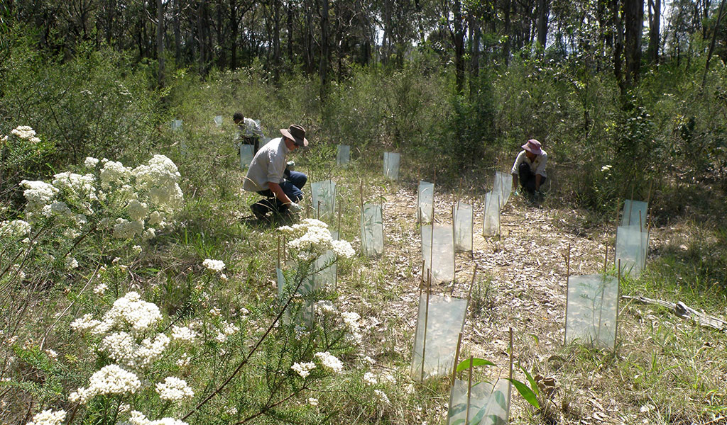 Teenagers working in parklands to protect the environment