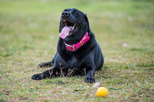 Dog sitting after chasing ball