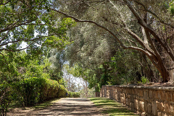 Rows of trees lining driveway into Fernhill Estate 