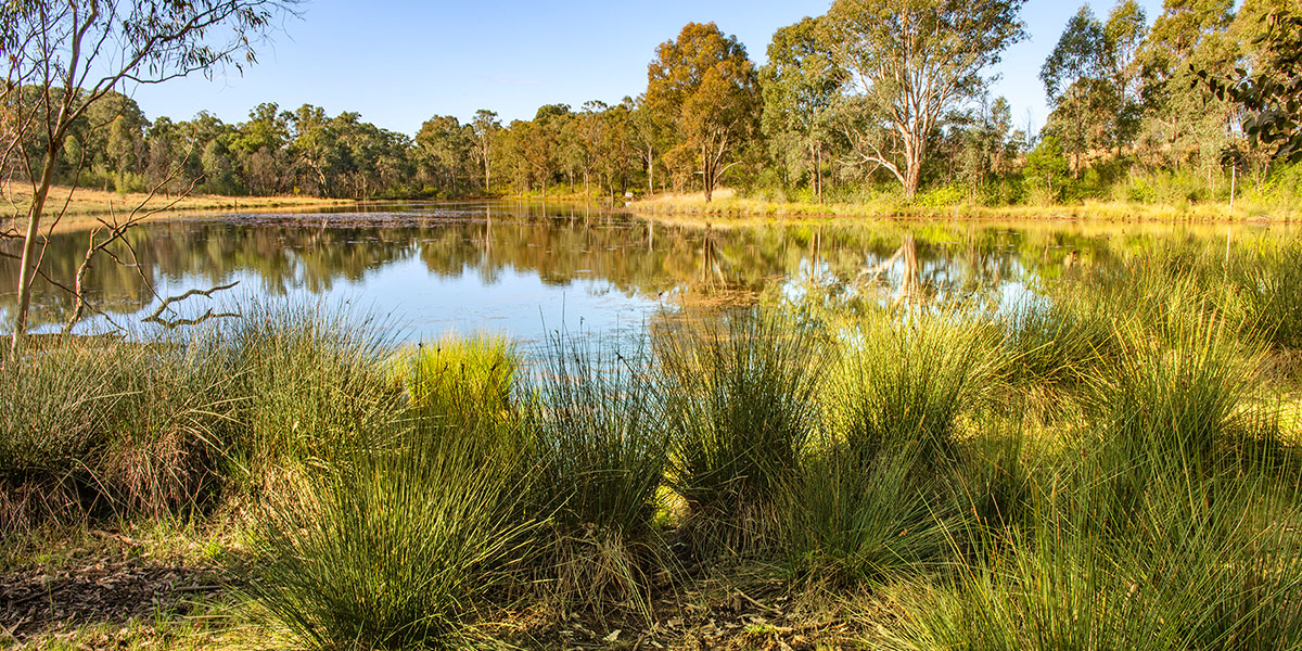 View of lake with reeds and trees in the background