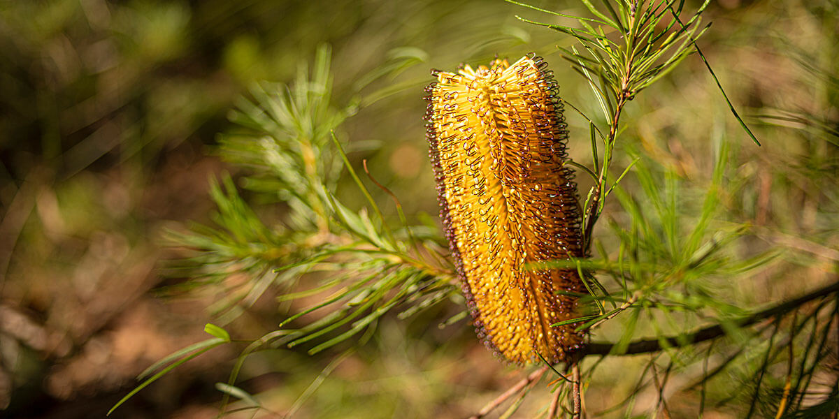 Australian yellow bottle brush