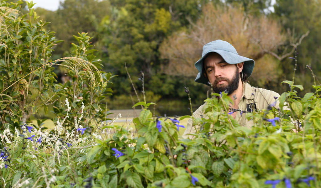 Male gardener tending to bush in parkland