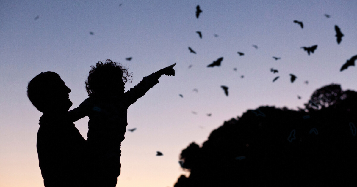 A father and sun looking at the bats in the night sky