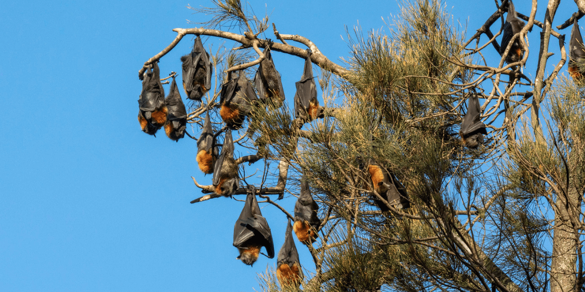 Grey-headed flying fox camp.