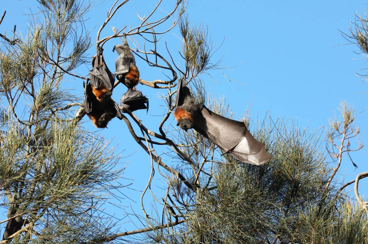 Grey Headed Flying Fox Colony