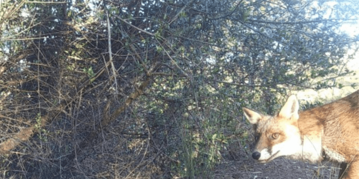 Fox.