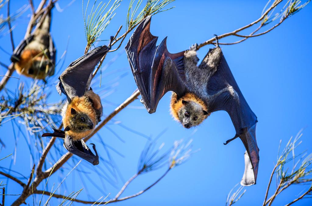 Flying foxes hanging in trees in park