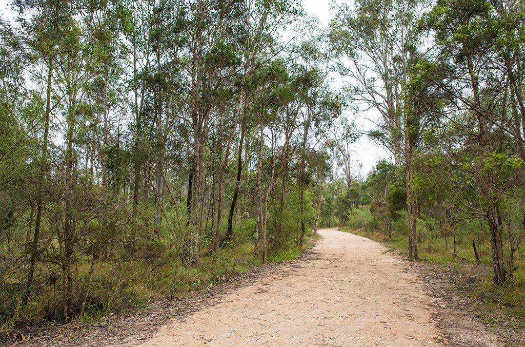 A dirt path winding through lush green grass and tall trees in Nurragingy Reserve.