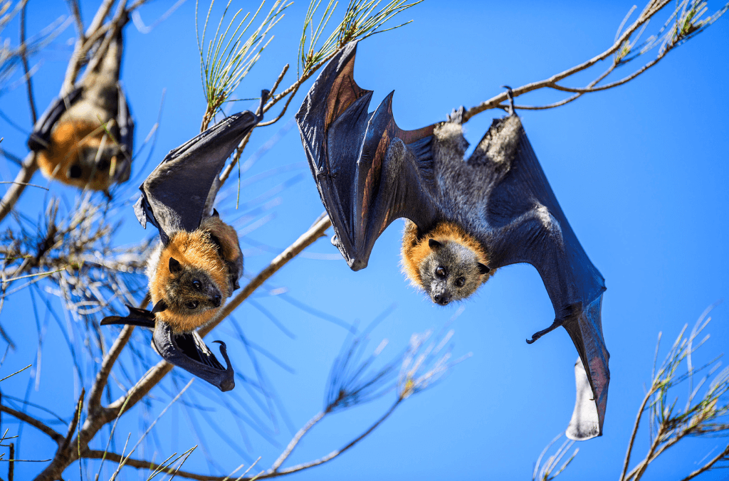 Grey-headed flying fox camp.