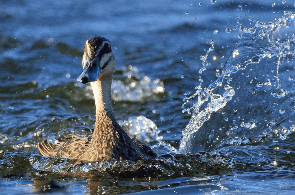 Duck at Centennial Parklands.
