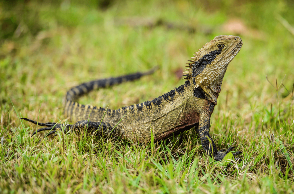 Lizard at Parramatta Park.