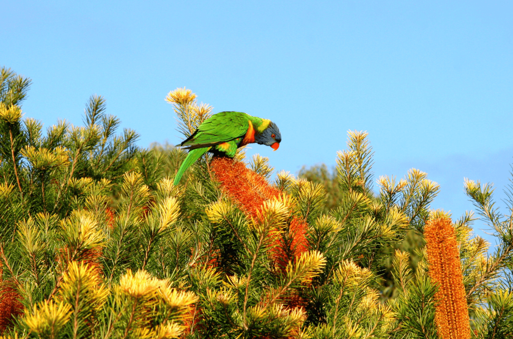Lorikeet at Centennial Park.